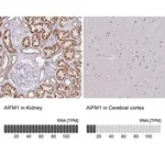Merck Anti-AIFM1 antibody produced in rabbit