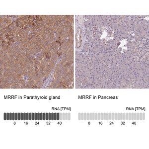 Merck Anti-MRRF antibody produced in rabbit