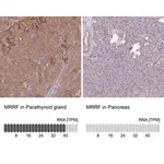 Merck Anti-MRRF antibody produced in rabbit