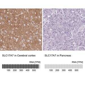 Merck Anti-SLC17A7 antibody produced in rabbit