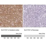 Merck Anti-SLC17A7 antibody produced in rabbit