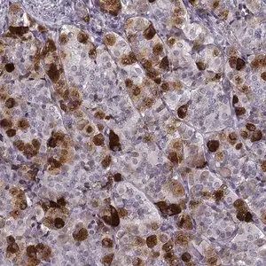 Merck Anti-GAL antibody produced in rabbit