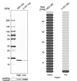 Merck Anti-FMC1 antibody produced in rabbit