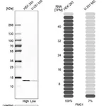 Merck Anti-FMC1 antibody produced in rabbit