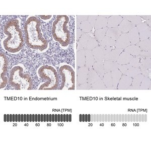 Merck Anti-TMED10 antibody produced in rabbit