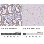 Merck Anti-TMED10 antibody produced in rabbit