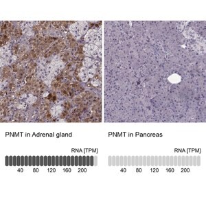 Merck Anti-PNMT antibody produced in rabbit