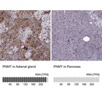 Merck Anti-PNMT antibody produced in rabbit