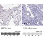 Merck Anti-OOSP2 antibody produced in rabbit