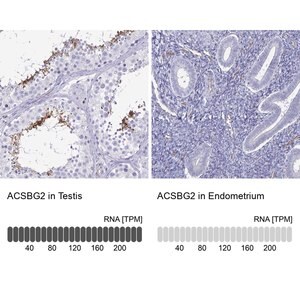 Merck Anti-ACSBG2 antibody produced in rabbit