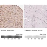 Merck Anti-IGFBP1 antibody produced in rabbit