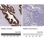 Merck Anti-MSMB antibody produced in rabbit