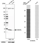 Merck Anti-SH3BGRL antibody produced in rabbit