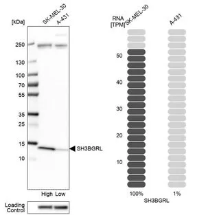 Merck Anti-SH3BGRL antibody produced in rabbit