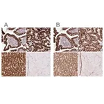 Merck Anti-PCK2 antibody produced in rabbit