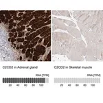 Merck Anti-C2CD2 antibody produced in rabbit
