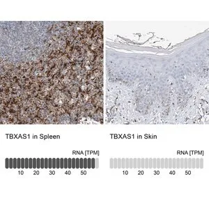 Merck Anti-TBXAS1 antibody produced in rabbit