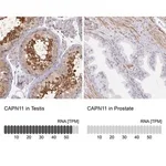 Merck Anti-CAPN11 antibody produced in rabbit