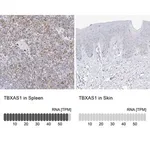 Merck Anti-TBXAS1 antibody produced in rabbit