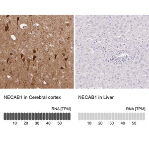 Merck Anti-NECAB1 antibody produced in rabbit