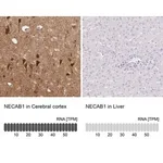 Merck Anti-NECAB1 antibody produced in rabbit