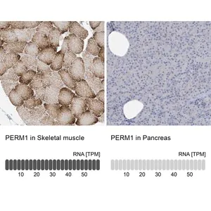 Merck Anti-PERM1 antibody produced in rabbit