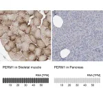 Merck Anti-PERM1 antibody produced in rabbit