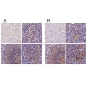Merck Anti-CD40 antibody produced in rabbit