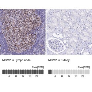 Merck Anti-MCM2 antibody produced in rabbit
