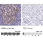 Merck Anti-MCM2 antibody produced in rabbit
