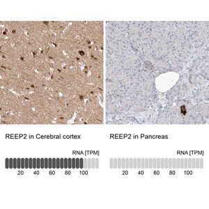 Merck Anti-REEP2 antibody produced in rabbit