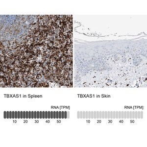 Merck Anti-TBXAS1 antibody produced in rabbit