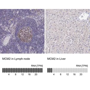 Merck Anti-MCM2 antibody produced in rabbit