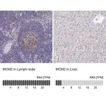 Merck Anti-MCM2 antibody produced in rabbit
