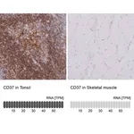Merck Anti-CD37 antibody produced in rabbit