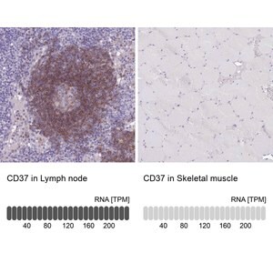 Merck Anti-CD37 antibody produced in rabbit