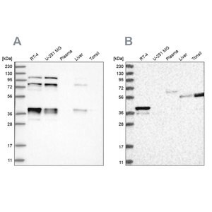 Merck Anti-PLEKHA3 antibody produced in rabbit