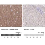 Merck Anti-GABBR2 antibody produced in rabbit
