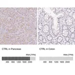 Merck Anti-CTRL antibody produced in rabbit