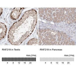Merck Anti-RNF219 antibody produced in rabbit