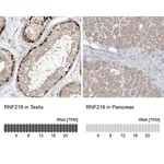 Merck Anti-RNF219 antibody produced in rabbit