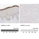 Merck Anti-ASPRV1 antibody produced in rabbit