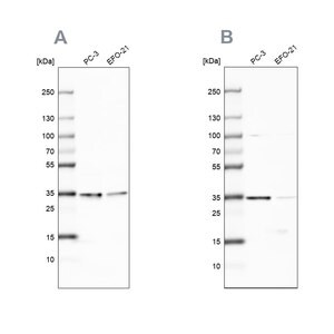 Merck Anti-DNAJC9 antibody produced in rabbit