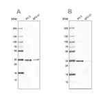 Merck Anti-DNAJC9 antibody produced in rabbit