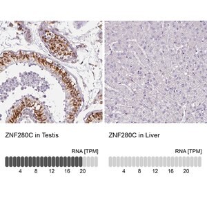 Merck Anti-ZNF280C antibody produced in rabbit