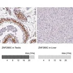 Merck Anti-ZNF280C antibody produced in rabbit