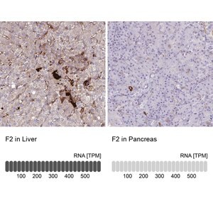 Merck Anti-F2 antibody produced in rabbit