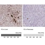 Merck Anti-F2 antibody produced in rabbit