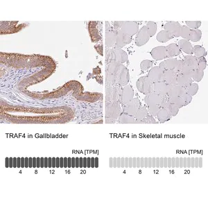 Merck Anti-TRAF4 antibody produced in rabbit