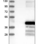 Merck Anti-CCDC24 antibody produced in rabbit